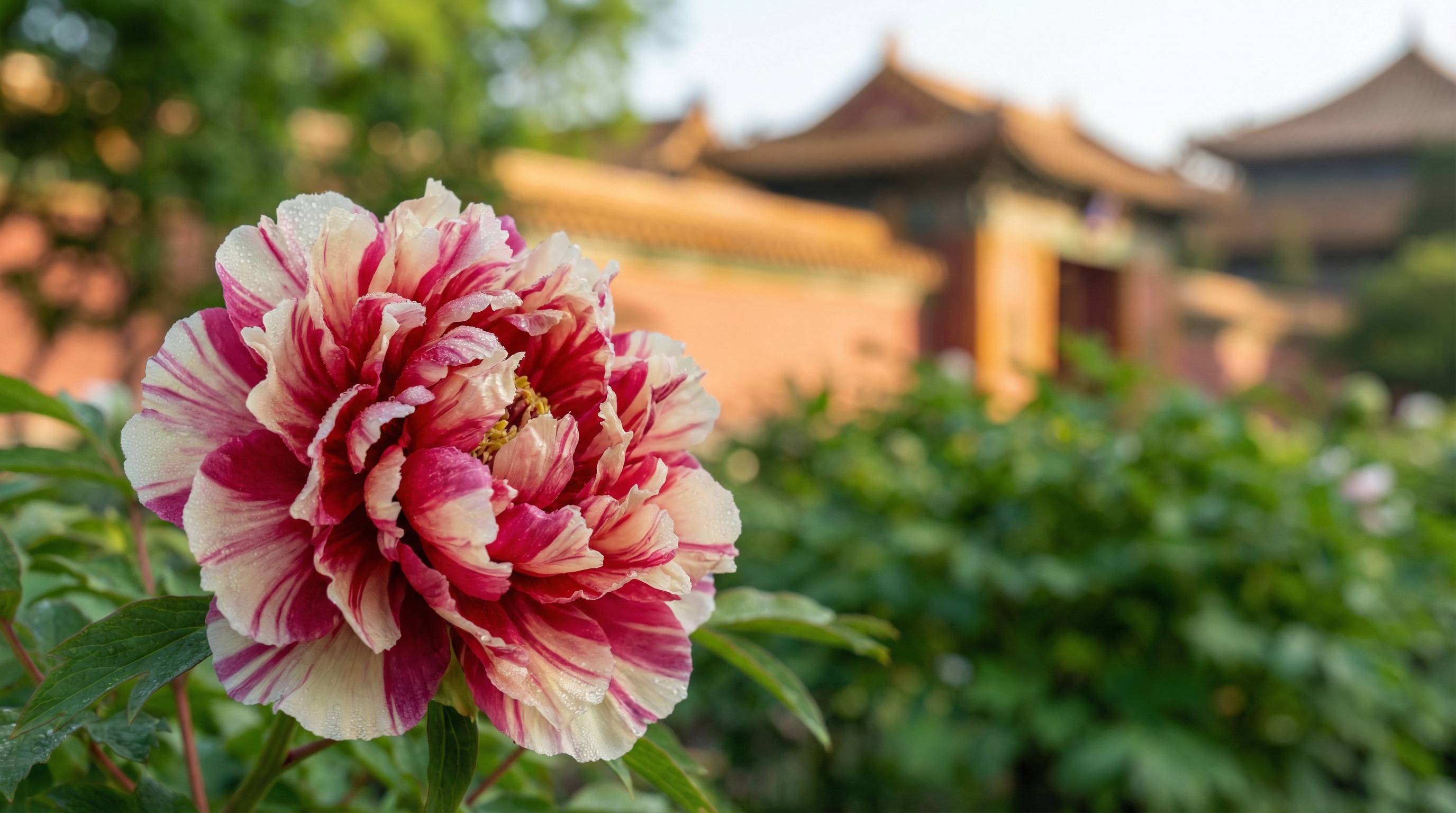 91植物视频 - 牡丹花开视频